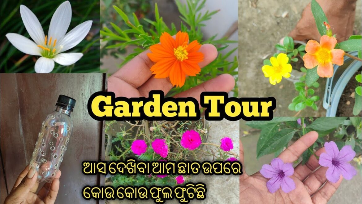 garden tour odia vlog 🌼🌺 | odia garden tips | terrace garden | gardening tips