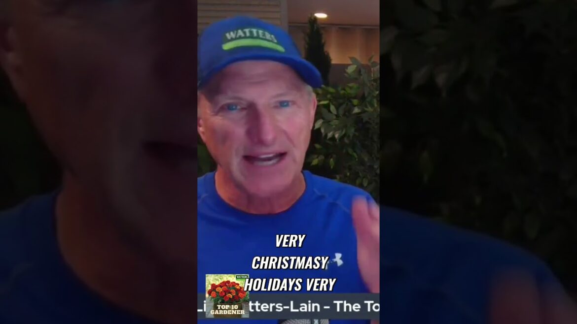 Discover the Perfect Black Hills Spruce for Your Garden Discover the Perfect Black Hills Spruce for Your Garden