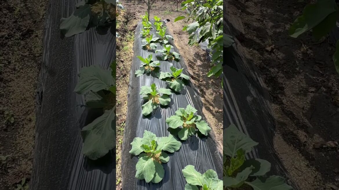 Cabbage and lettuce growing fine  #gardening #cabbage #lettuce #nature #music #vegetablegardening