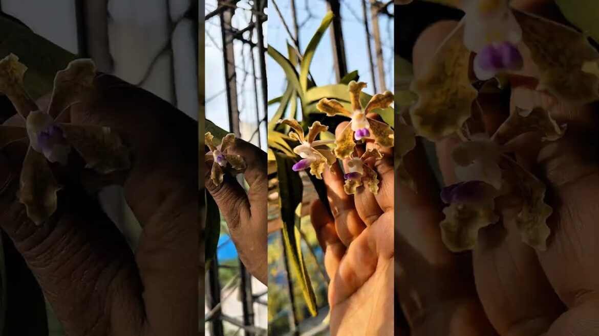 Super Unique and low maintanence plant #viralvideo #shortsfeed #shorts #trending #ytshorts #reels Super Unique and low maintanence plant #viralvideo #shortsfeed #shorts #trending #ytshorts #reels