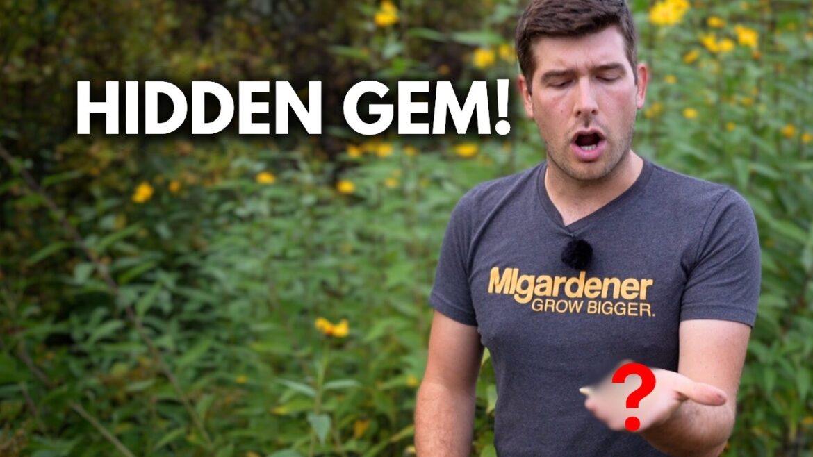 MIgardener: How to Forage and Grow Jerusalem Artichoke For FREE (1000 Year Old Potato Substitute) How to Forage and Grow Jerusalem Artichoke For FREE (1000 Year Old Potato Substitute)