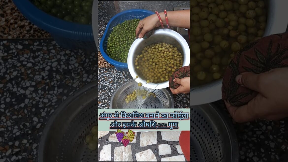 अंगूर से किशमिश बनाने का फॉर्मूला और इसके औषधिyea गुण !! #shorts#youtubeshorts#trending#shortvideo🍇🍇