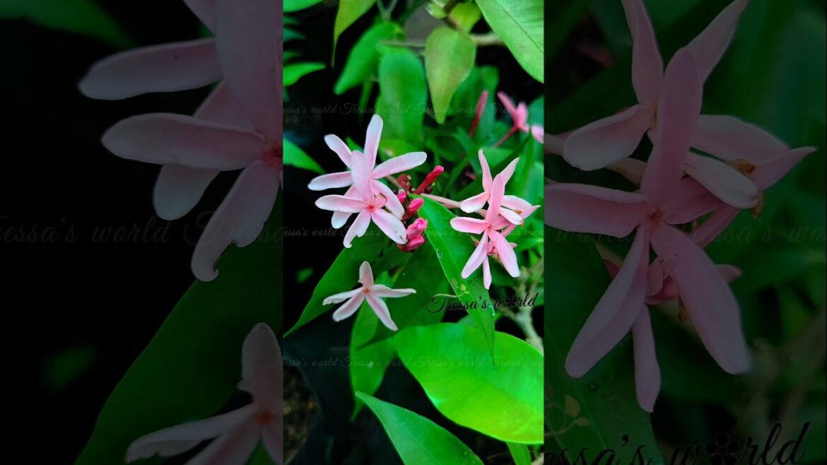 Kopsia Obscura/ Apocynaceae #kopsia  #flowers #garden #shortsfeed #shorts #plants #pinkjasmine