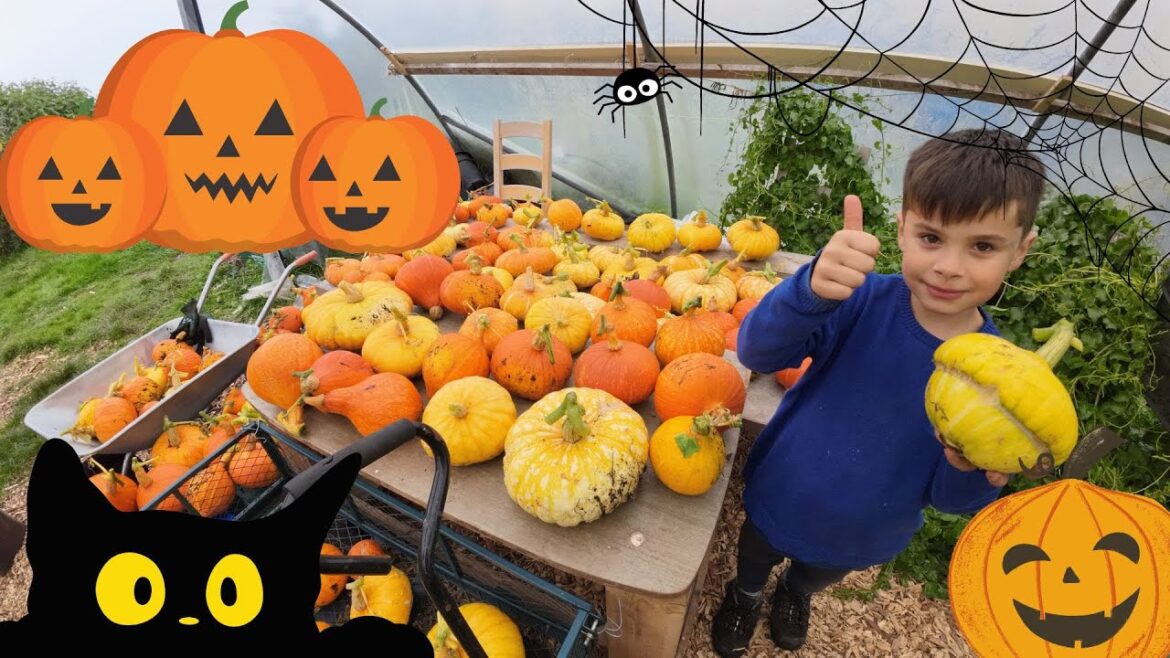 Huge Pumpkin Harvest – Edible Halloween Decorations Huge Pumpkin Harvest - Edible Halloween Decorations