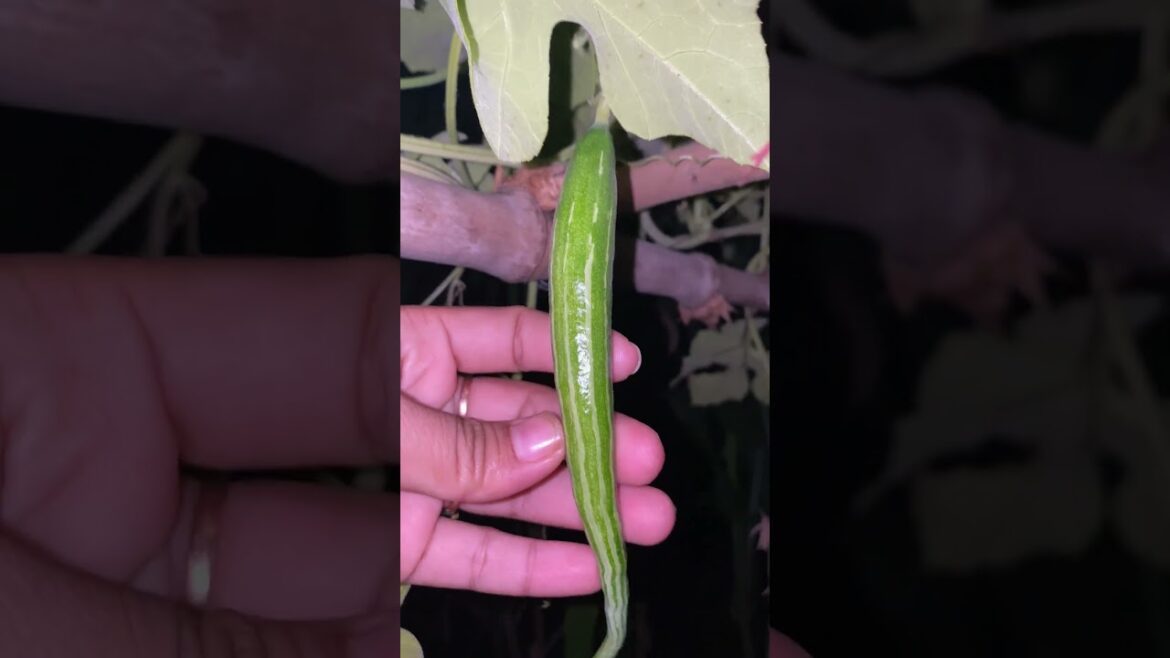 Daily life gardener by meimei / tips for growing/ enjoy with organic vegetable #shorts #gardening