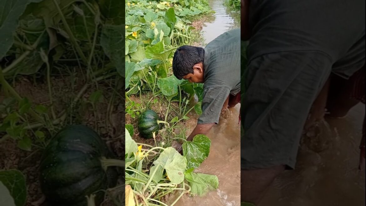 Perfect Irrigation for a Healthy Pumpkin Harvest! 🎃 #shorts