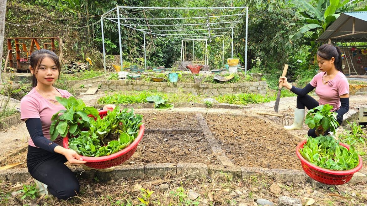 grow vegetables to welcome the coming winter, restore the farm – live alone in the forest grow vegetables to welcome the coming winter, restore the farm - live alone in the forest