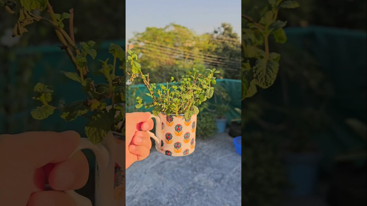 Lets grow mint at home #gardening #mintplant #shorts #tips #tipsandtricks #letsgrow