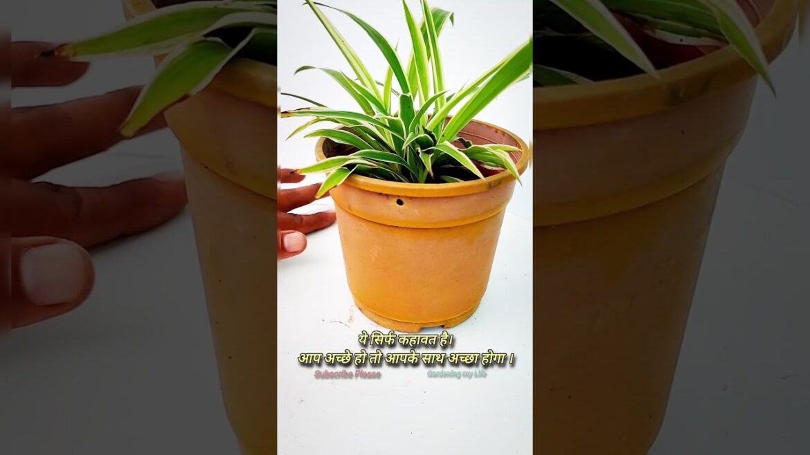 Tips For Life Change #garden #shortvideo #flowers #shorts