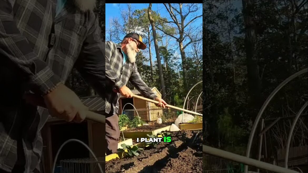 Tilling is not a bad thing #gardening #garden #homesteadgarden Tilling is not a bad thing #gardening #garden #homesteadgarden