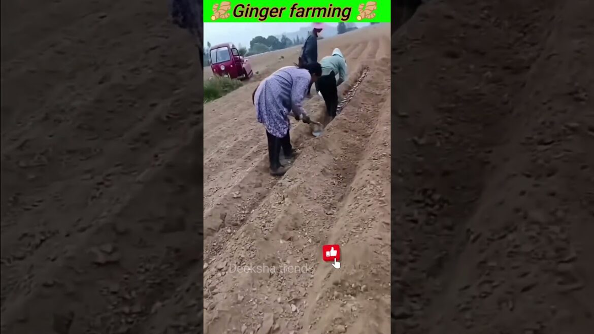 Ginger farming in China//deeksha trends//#telugufacts #trendingshorts #likeforlikes