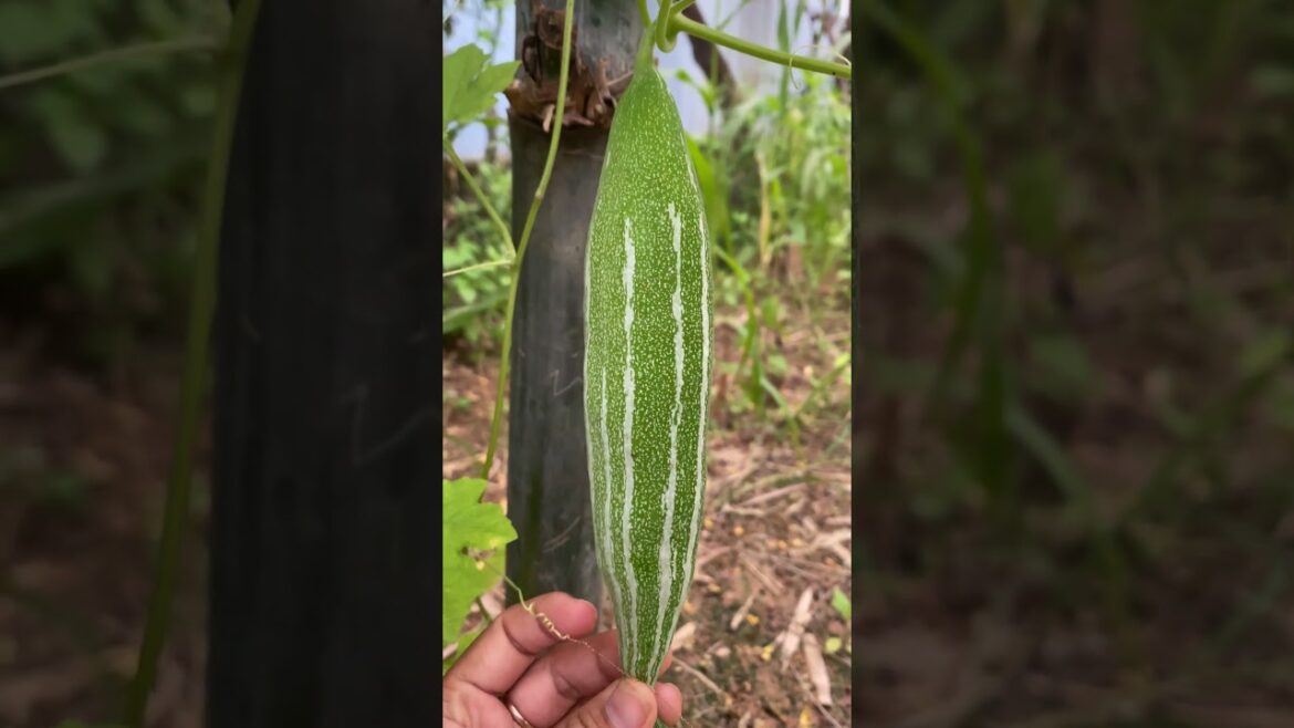 Daily life gardener by meimei / tips for growing/ enjoy with organic vegetable #shorts #gardening Daily life gardener by meimei / tips for growing/ enjoy with organic vegetable #shorts #gardening