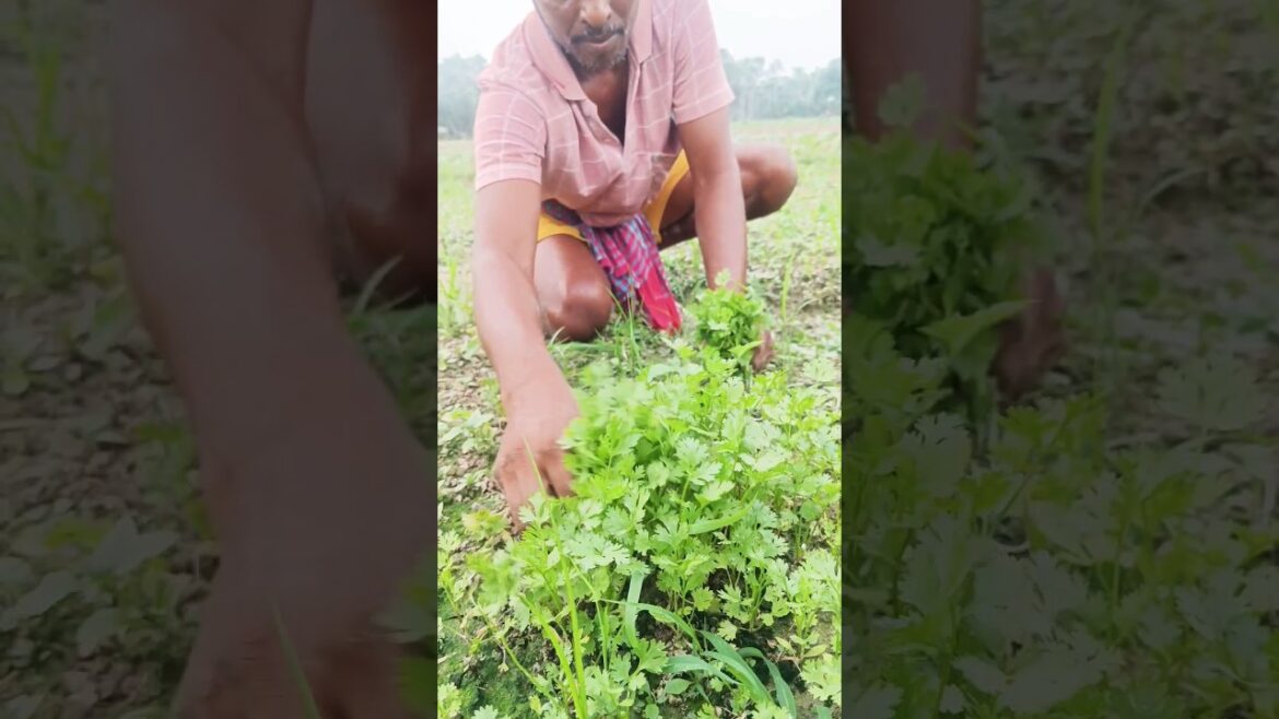 Fresh Green Coriander Leaves Harvesting #shorts #short #shortvideo Fresh Green Coriander Leaves Harvesting #shorts #short #shortvideo