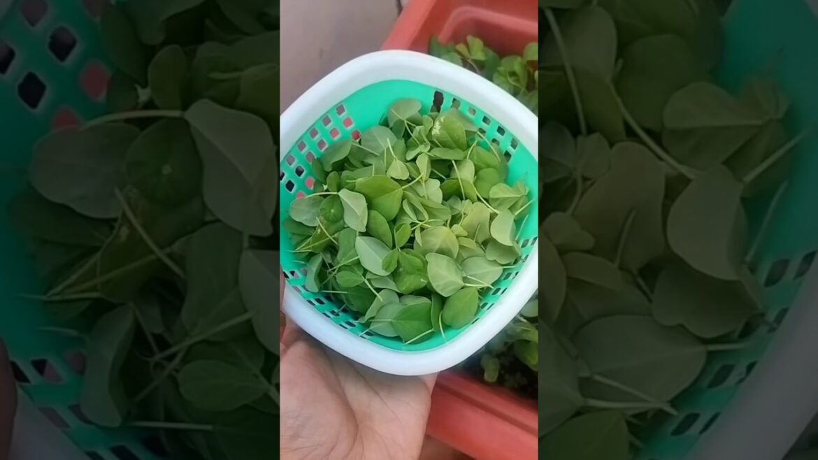 Vegetable Gardening 101 – A Beginner’s Experience ll Best plant to grow this winter #garden #nature Vegetable Gardening 101 - A Beginner's Experience ll Best plant to grow this winter #garden #nature