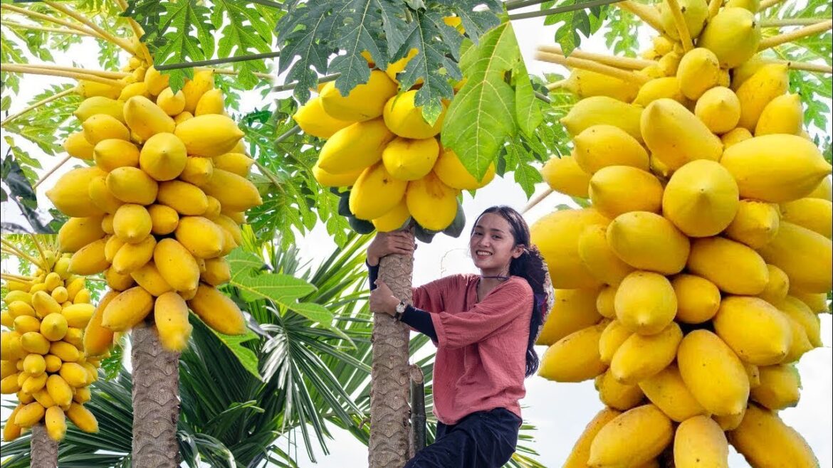 Harvesting Papaya: A Nutritious Fruit with Papaya Recipes for Healthy Eating Harvesting Papaya: A Nutritious Fruit with Papaya Recipes for Healthy Eating