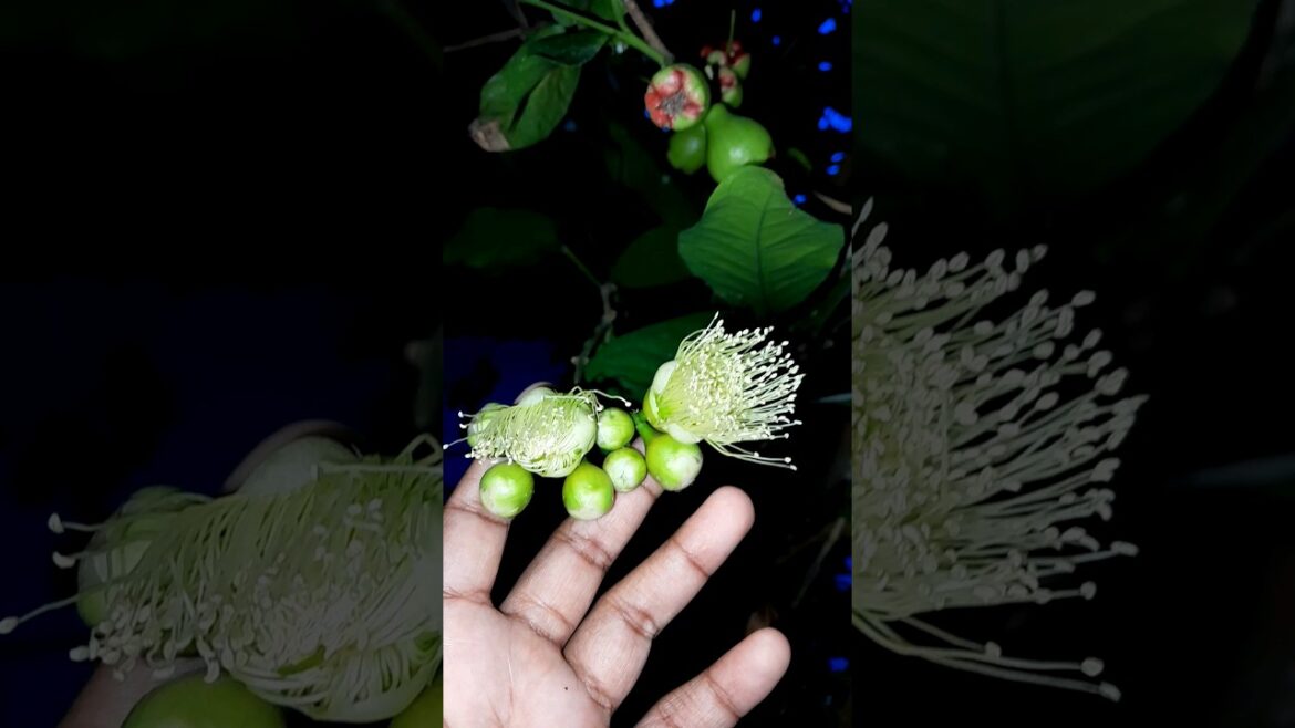 #roseapple #homegarden #ediblegardening #minmini