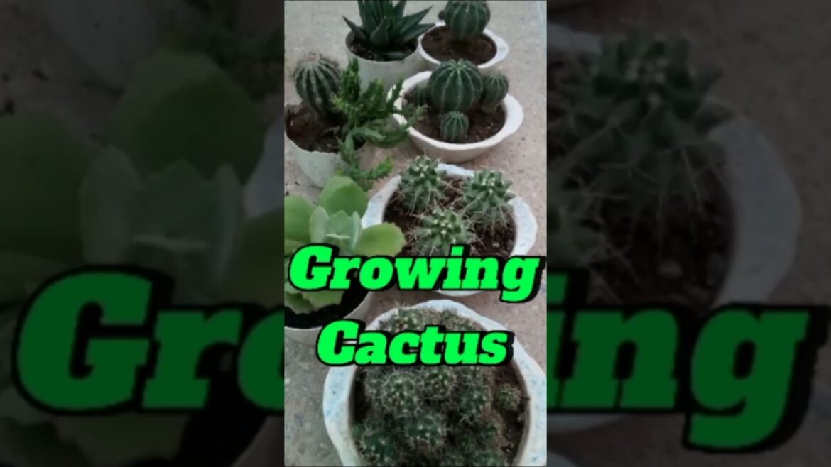 Growing Succulents And Cactus In Small Pots | Garden Tips #video #viralvideo #new #nature #cactus
