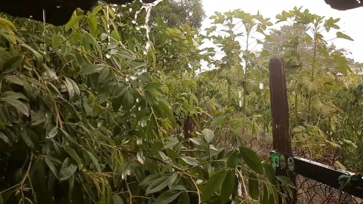 some bad weather and my parents backyard garden #caribbean