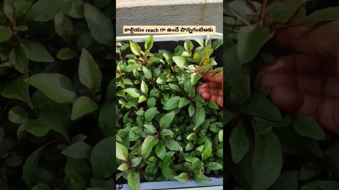 Today's harvest ponaganti kura benifits mantena official # organic vegetablegardening