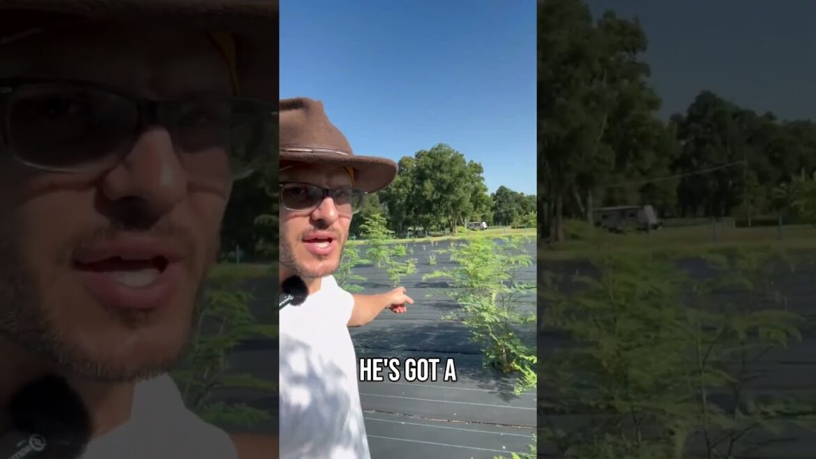 Transforming Landscapes with Moringa Unveiling the Power of Nature Transforming Landscapes with Moringa Unveiling the Power of Nature