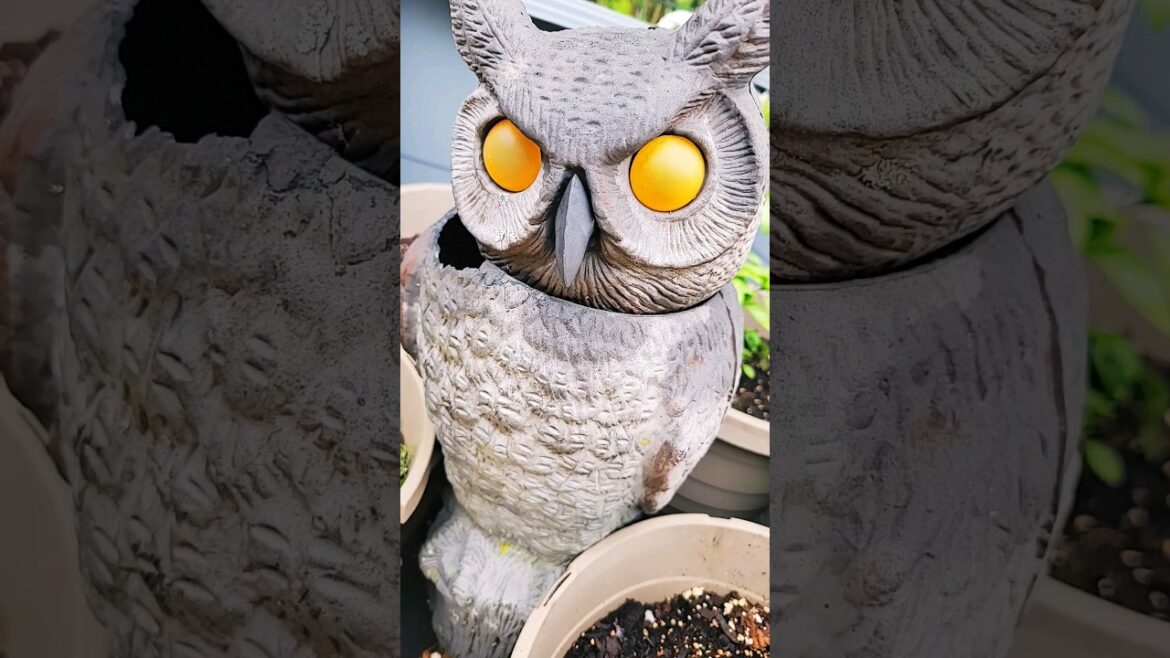 Urban Container Gardening In Small Spaces Urban Container Gardening In Small Spaces