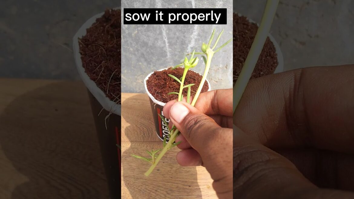 how to get more flowers at home #garden #flowers #new