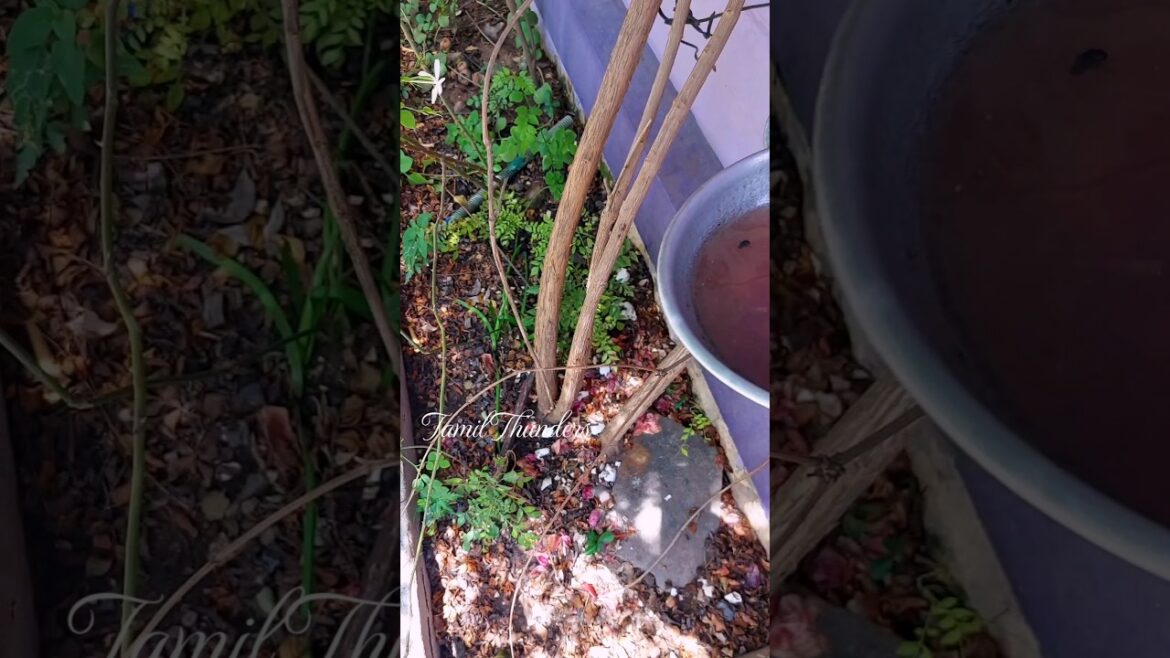 💚Try this simple trick for garden🩵#tamilthunders #tips #garden #plants #வீட்டுதோட்டம்