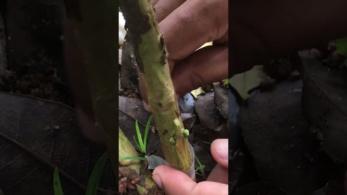 Guava Grafting Quick & Easy Technique for High Success Rate EP067#guava #guavafruits #grafting Guava Grafting Quick & Easy Technique for High Success Rate EP067#guava #guavafruits #grafting