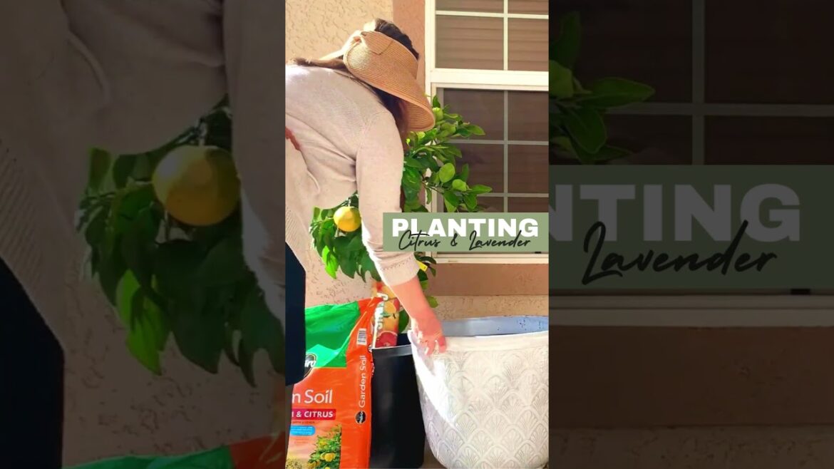 3 Reasons to Plant Citrus Trees in Pots… #containergarden