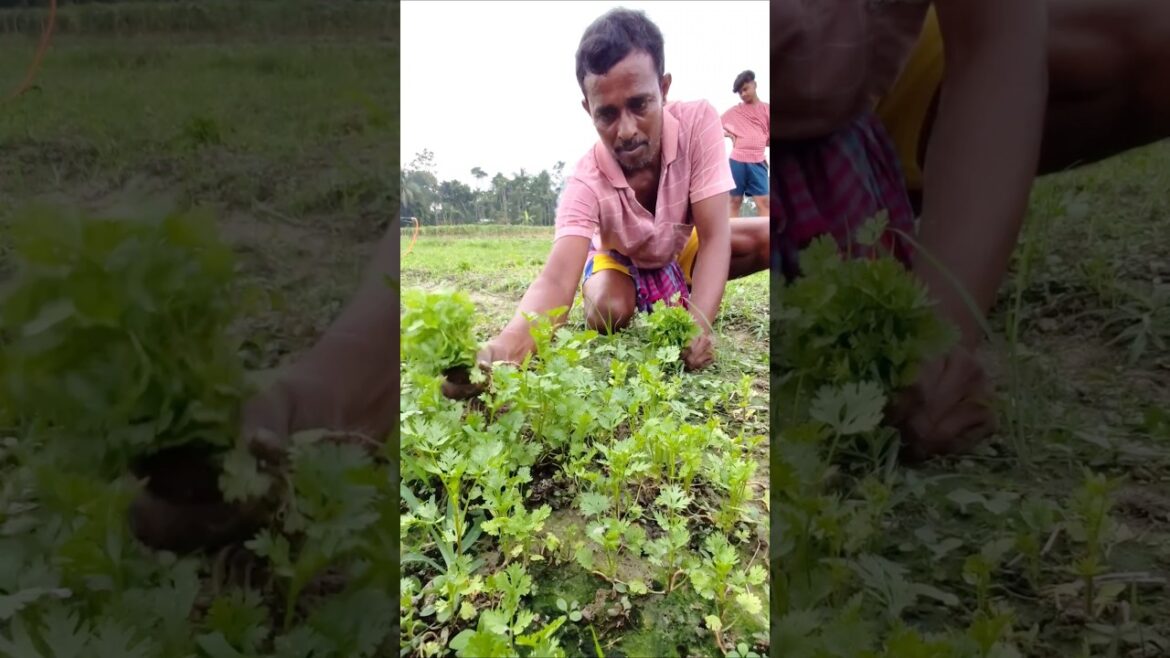 Twilight Coriander Harvest: Amazing Farmer at Work #shorts #short #shortvideo