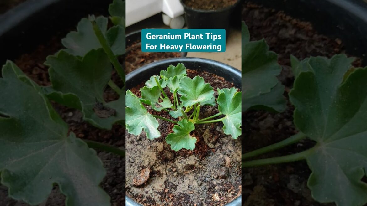 Geranium Plant Tips For Heavy Flowering #shorts #geranium #wintergarden Geranium Plant Tips For Heavy Flowering #shorts #geranium #wintergarden