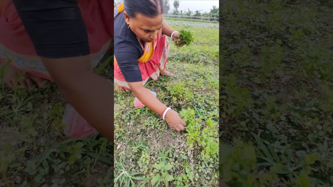 Harvesting Fresh Coriander: A Spice for Every Dish #shorts #short #shortvideo Harvesting Fresh Coriander: A Spice for Every Dish #shorts #short #shortvideo