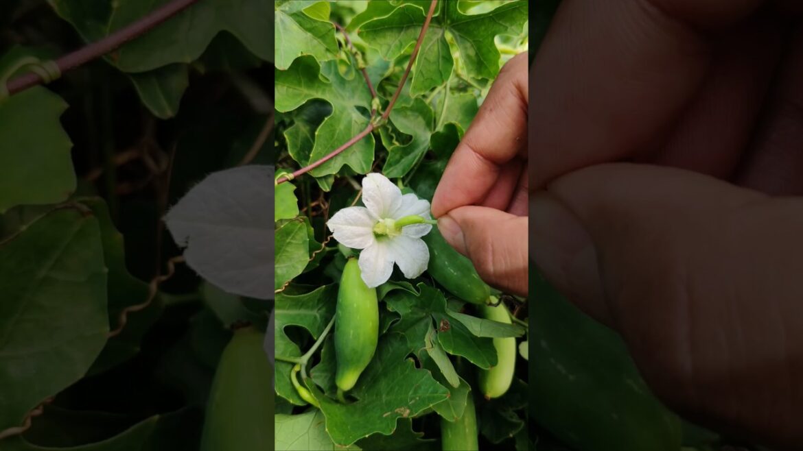Early Morning Hand Pollination of Ivy Gourd (Kundru/Tindora)  #shorts #short #shortvideo