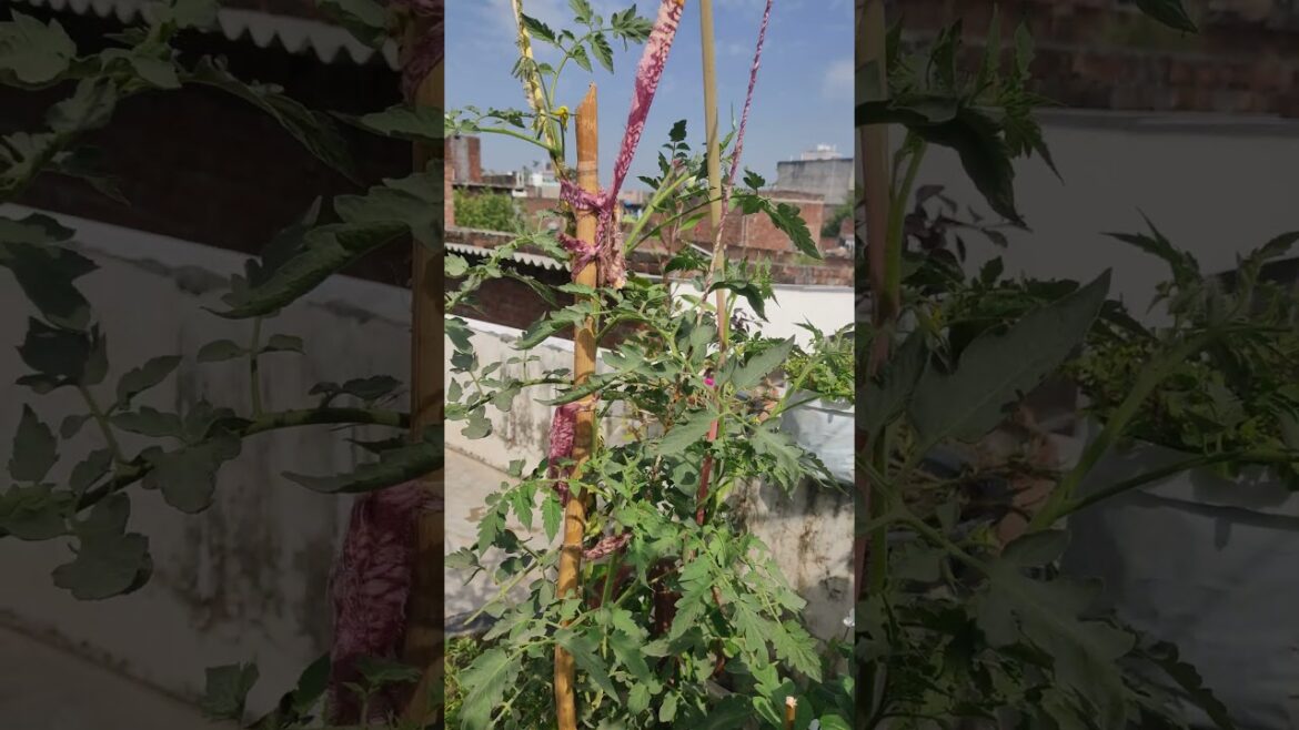 Growing tomato #ihavethisthingwithplants #shortsfeed #vegetablegardening #ytshorts #gardening #love Growing tomato #ihavethisthingwithplants #shortsfeed #vegetablegardening #ytshorts #gardening #love