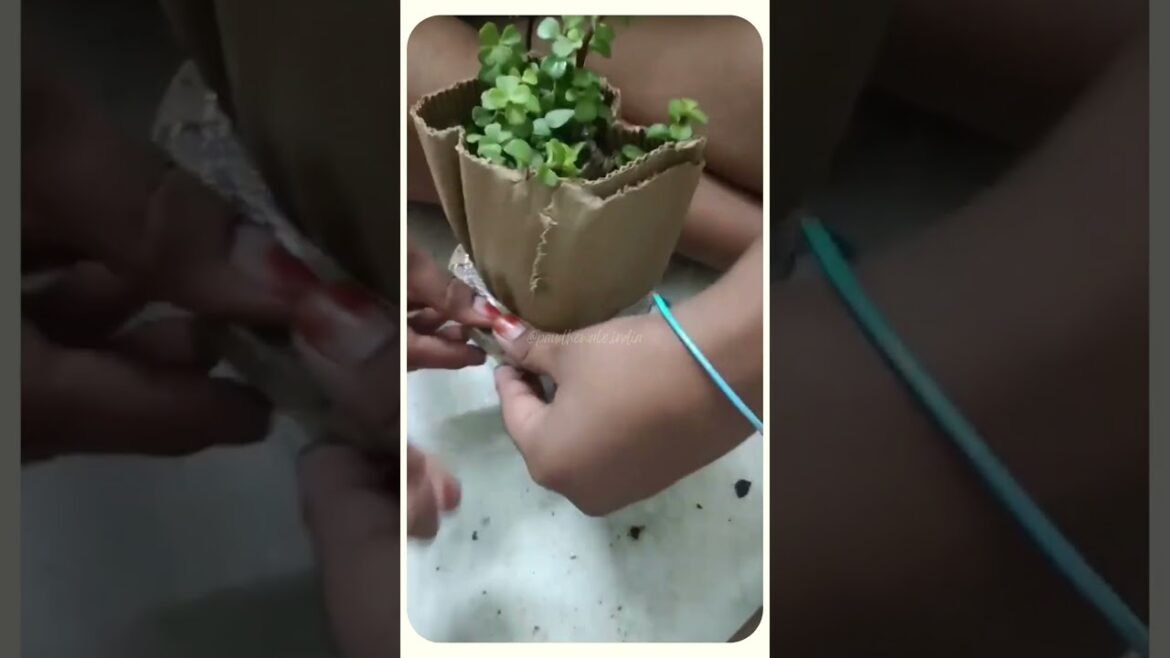 Jade Plant Unboxing | Buy Plants Online #IndoorPlants #CustomerReview #Paudhewale #jadeplant