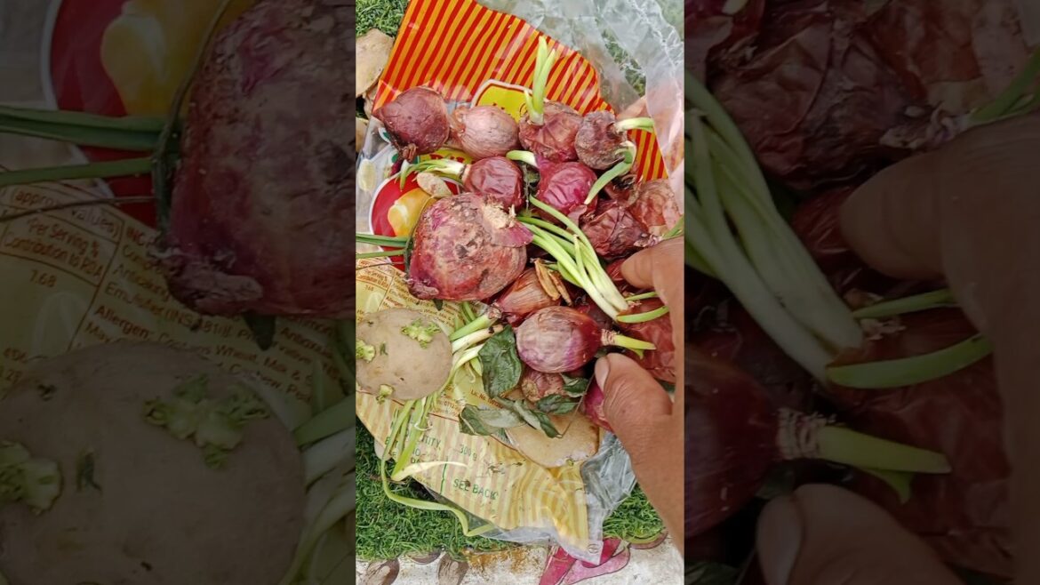 How to grow onion in only soil #shorts#gardening#pyaj #viralshort How to grow onion in only soil #shorts#gardening#pyaj #viralshort