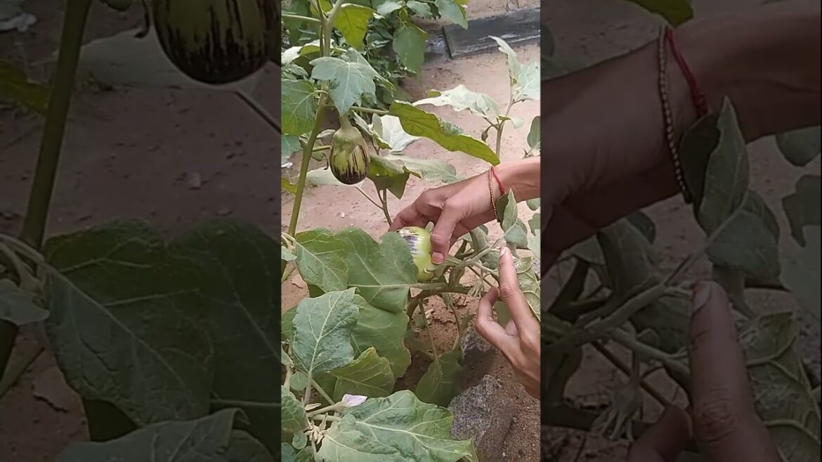 Mini Farm Brinjal Cutting in Telugu | Easy Brinjal Harvesting Guide |