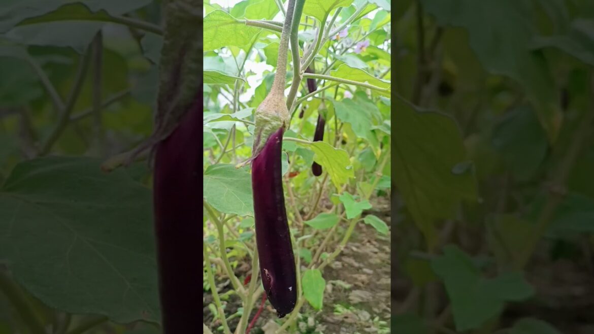 Small Plant π± | Aubergine Fruit π | Garden | Gardening | vegetable garden | #shorts #shortsfeed Small Plant π± | Aubergine Fruit π | Garden | Gardening | vegetable garden | #shorts #shortsfeed