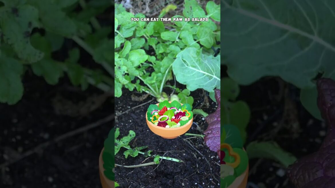 California Gardening: Growing Korean Radish in Your Garden | Quick Tips for a great Harvest 🌱 #homegarden #gardeningtips Growing Korean Radish in Your Garden | Quick Tips for a great Harvest 🌱 #homegarden #gardeningtips