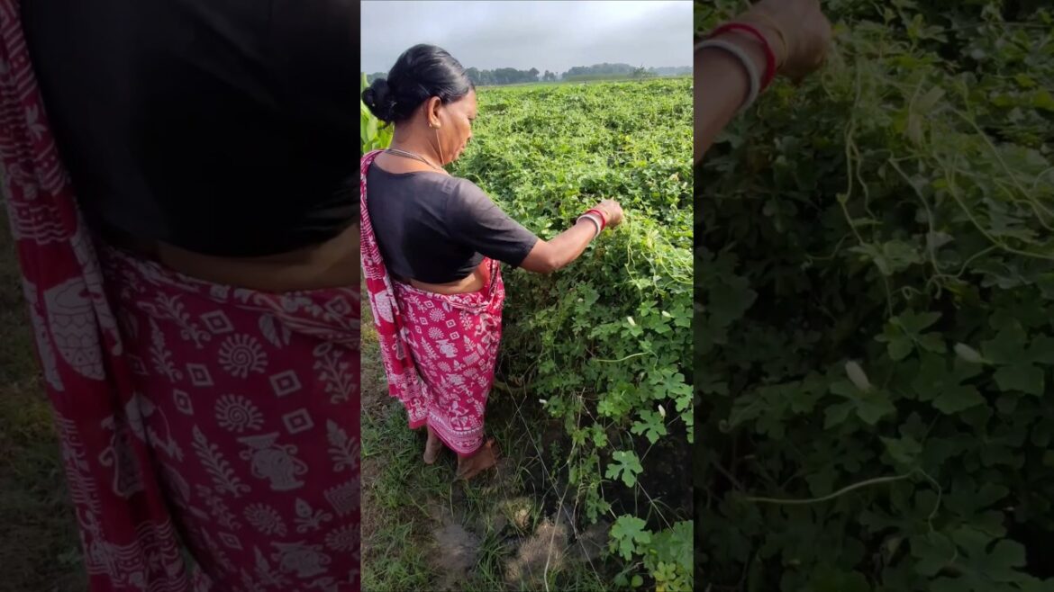 Early Morning Harvest of Ivy Gourd (Kundru/Tindora)- Soothing sight for the Eyes #shorts #short