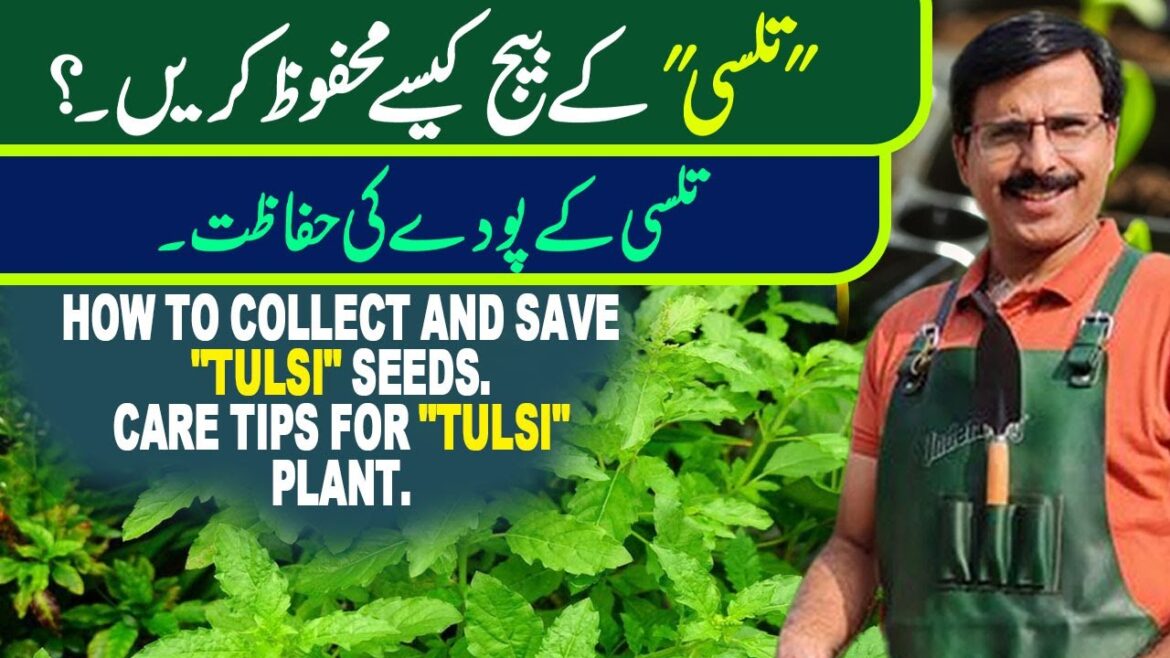 How to collect and save "TULSI" seeds | Care tips for "TULSI" plant | Gardening With Javed Iqbal