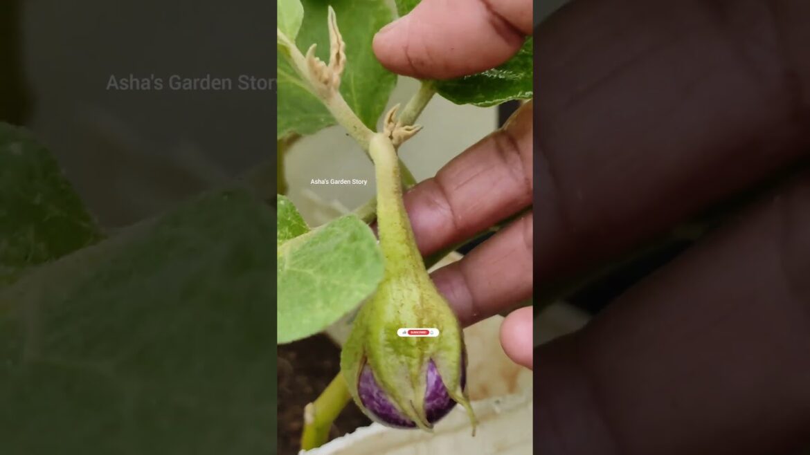 Vegetable Harvesting🥬✂️ Container Gardening🔥जैविक सब्ज़ियां उगाएं✨मानसून🌿🌧️#ashasgardenstory#shorts