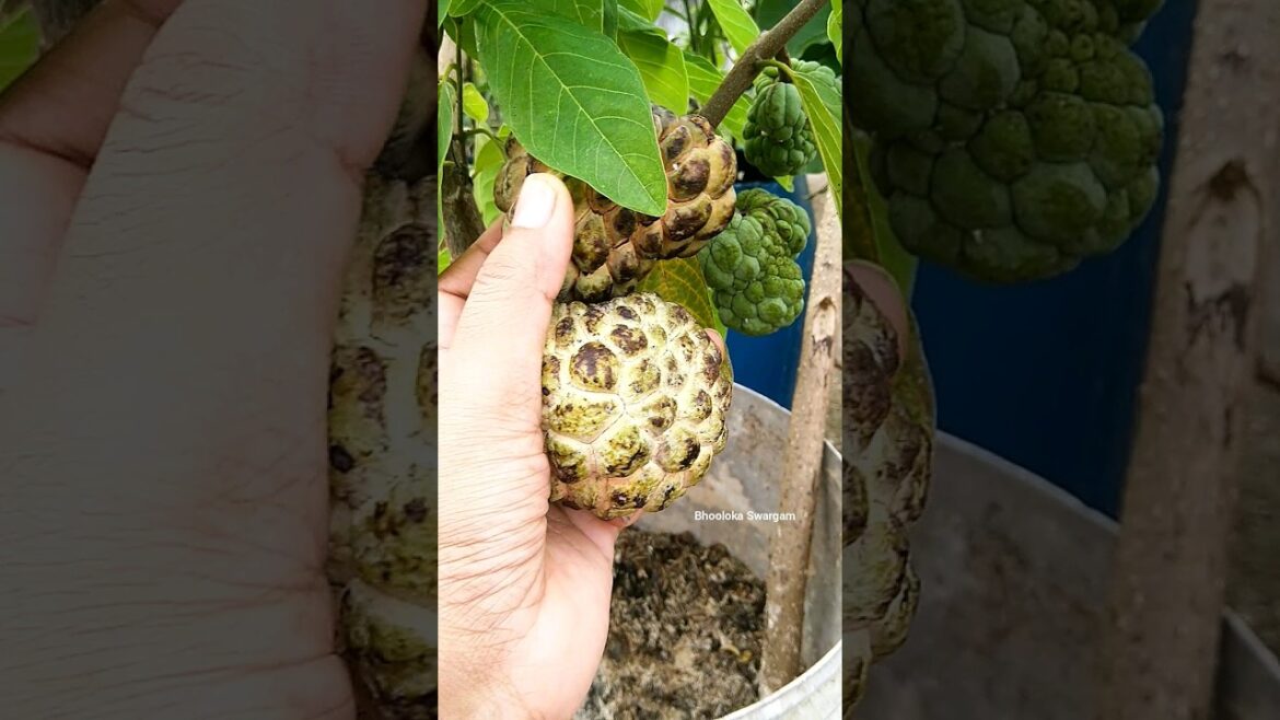 custard apple harvest #viral #youtubeshorts #shortsfeed fruits harvest
