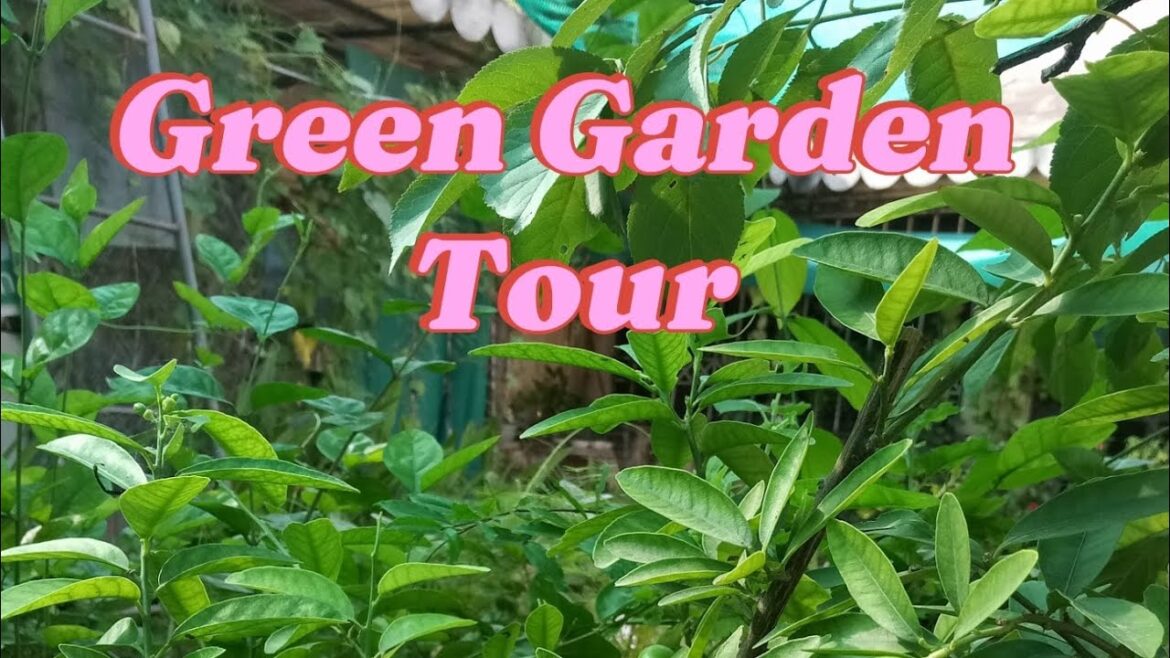 A Green Garden has it's own beauty | Garden Tips #viralvideo #video #nature #new #green #summer