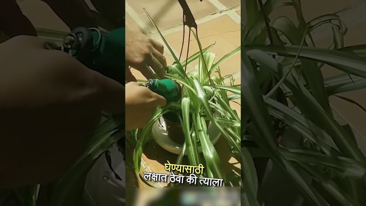 Tips for Spider PlantHow to save dying Spider Plant #shorts #viral Tips for Spider Plant_How to save dying Spider Plant_ #shorts #viral