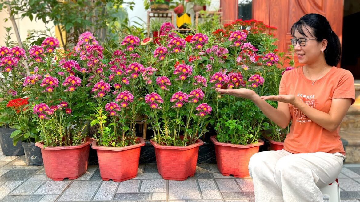 Charming Front Yard Ideas and Planting for Beginners