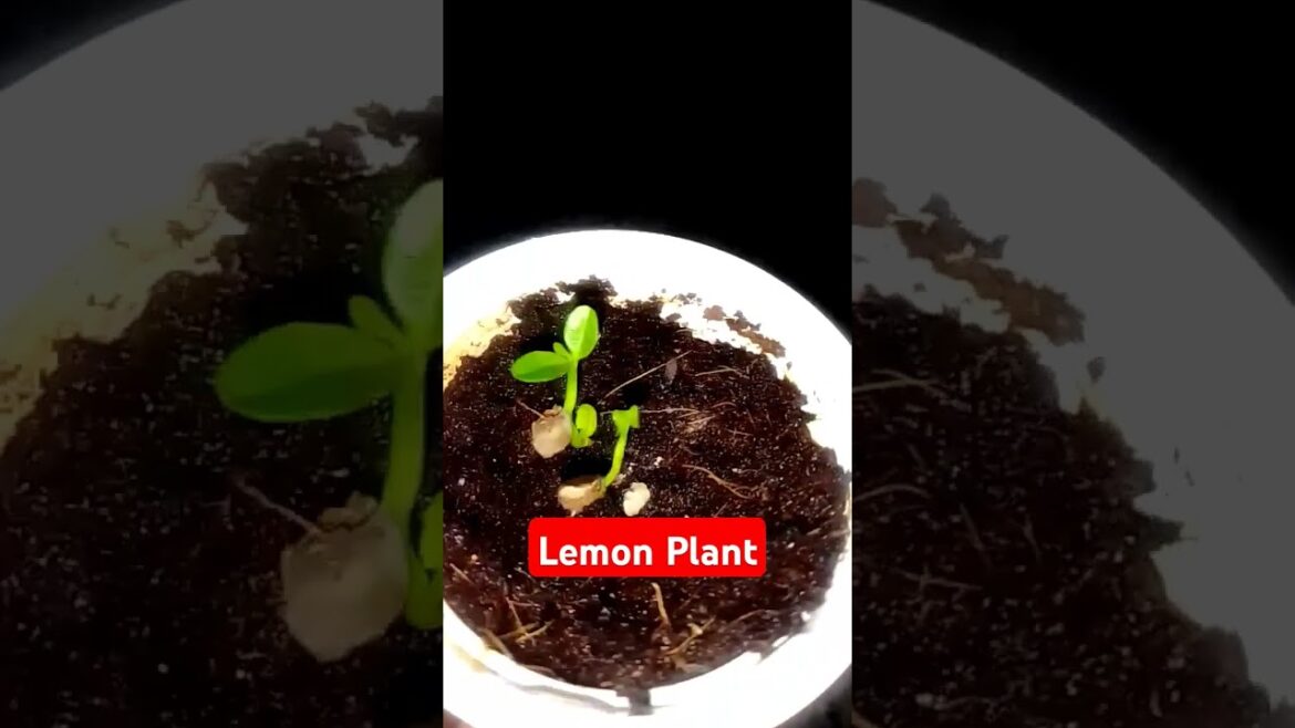 I Grew a Lemon Plant From Seed in My House