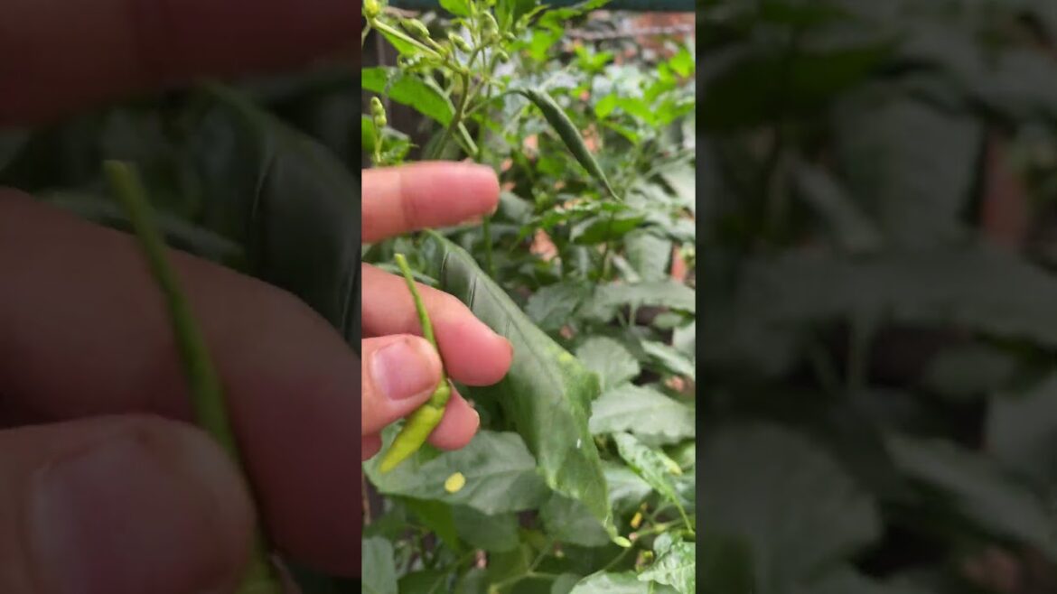 Daily life gardener by meimei / tips for growing/ enjoy with organic vegetable #shorts #gardening