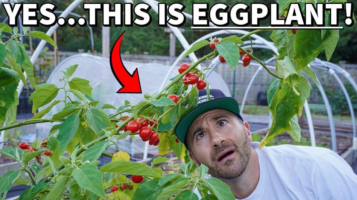 This RARE EGGPLANT Variety Blew My Mind! This RARE EGGPLANT Variety Blew My Mind!