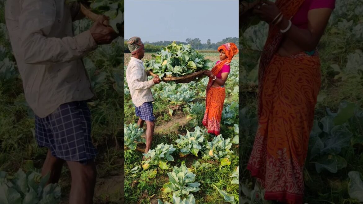 Fresh Cauliflower Harvest: From Field to Market #shorts #short #shortvideo
